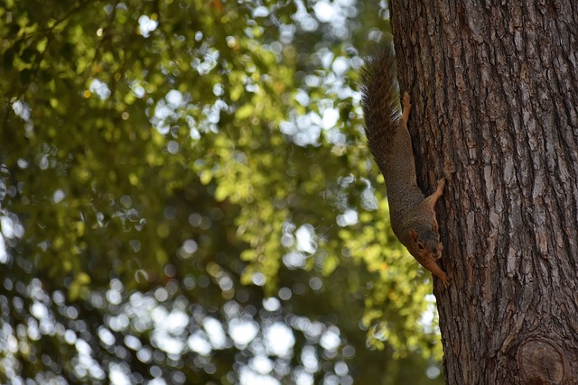 胜利的关键 胜利的关键