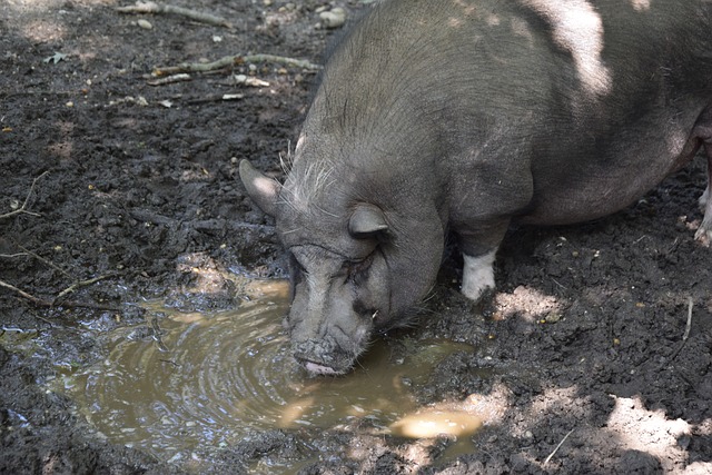 东莞澳门双 东莞澳门双